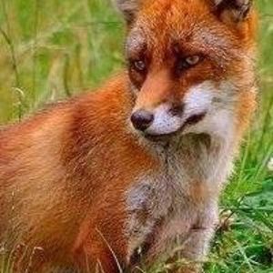 Meet your Posher, Deb